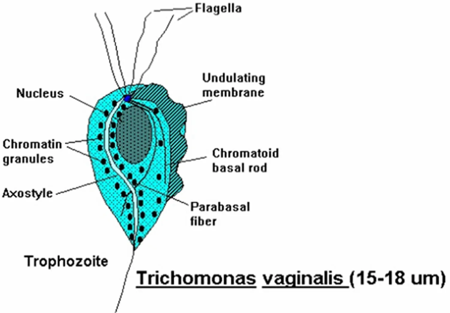 Gonorrhea Symptoms - Gonorrhea Symptoms